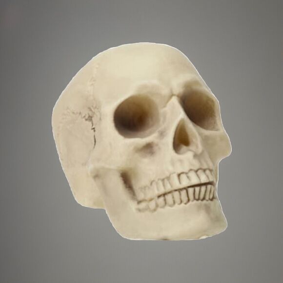 🔥Halloween Skeleton Skull Bone Decor BNWT🔥 - Picture 1 of 4
